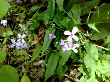 Hesperis matronalis